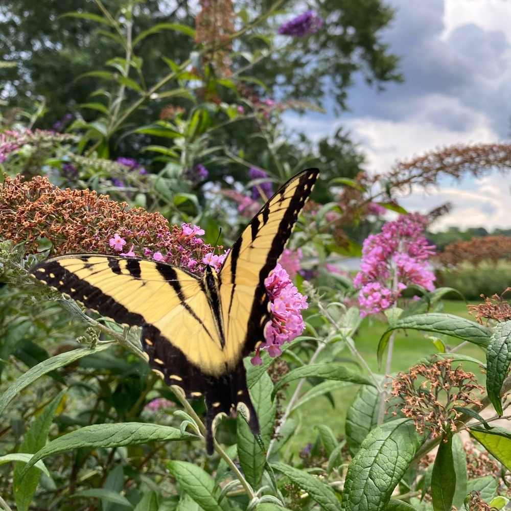 Meet your Posher, Bella